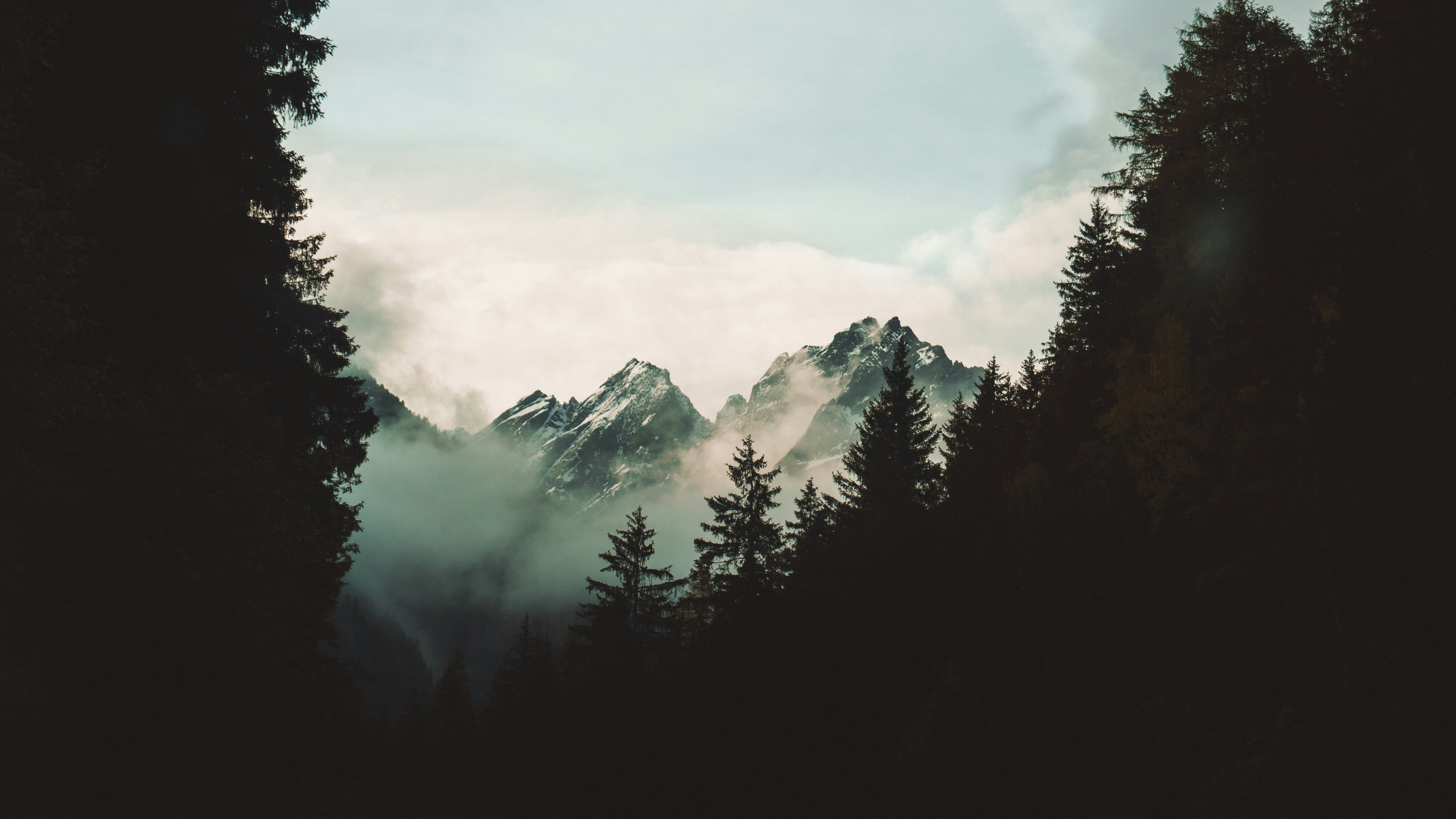 silhouette photo of trees in front of snowy mountain